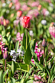 Tulipa, red