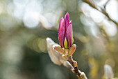 Magnolia