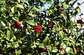 Camellia, red