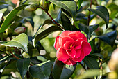 Camellia japonica 'Coquettii'