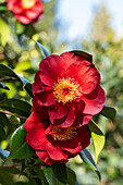 Camellia japonica 'San Dimas'