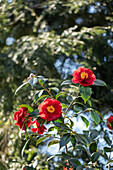 Camellia japonica 'San Dimas'