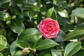 Camellia japonica 'Mrs. Tingley'