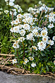 Iberis sempervirens 'Dwarf Snowflake'