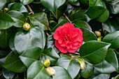 Camellia gefüllt, rot