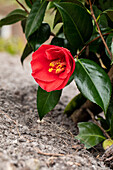 Camellia japonica, red