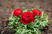 Ranunculus asiaticus, red