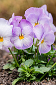 Viola cornuta, weiß-lila