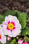 Primula vulgaris, rosa