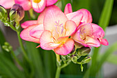 Freesia