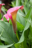 Zantedeschia aethiopica, red