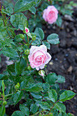 Rosa 'Fresh Pink'