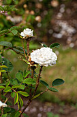 Rosa x centifolia 'Unique de Provence'