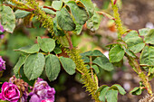 Rosa x centifolia 'Moussu du Japon'
