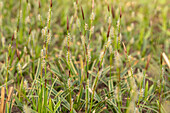 Carex morrowii ssp. foliosissima 'Icedance'