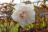 Paeonia x suffruticosa 'Yachiyo Tsubaki'