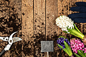 Garden tools, soil, hyacinths