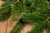 Nordmann fir branches