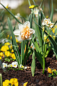 Narcissus