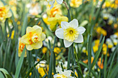 Narcissus, white-yellow