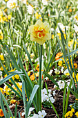 Narcissus Double