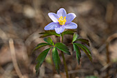 Anemone nemorosa 'Robinsoniana'