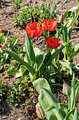 Tulipa