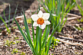 Narcissus, white-orange