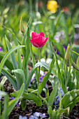 Tulipa, pink