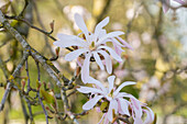 Magnolia x loebneri 'Leonard Messel'