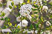 Viburnum x burkwoodii 'Anne Russel'