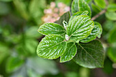 Viburnum x burkwoodii