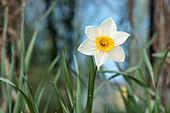 Narcissus, weiß-gelb