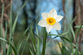 Narcissus, white-yellow