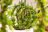 Hedera helix, arch