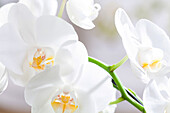 Phalaenopsis, white