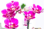 Phalaenopsis, pink