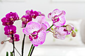 Phalaenopsis, dotted