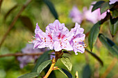 Rhododendron, pink