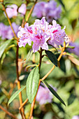 Rhododendron, rosa