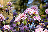 Rhododendron wild forms