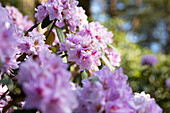 Rhododendron wild forms