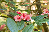 Rhododendron wild forms