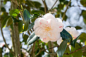 Camellia japonica 'April Dawn'