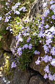 Phlox subulata 'Emerald Cushion Blue'