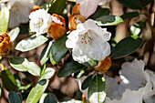 Rhododendron yakushimanum 'Queen Bee'
