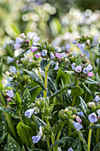 Pulmonaria saccharata 'Opal'