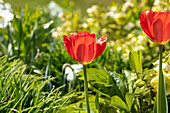 Tulipa, red