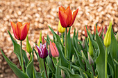 Tulipa, orange