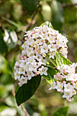 Viburnum x burkwoodii